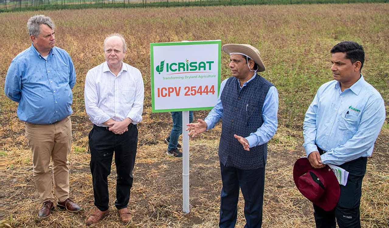 World’s first extreme heat-tolerant pigeonpea developed via speed breeding at ICRISAT in Hyderabad