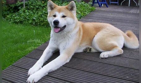 Akita