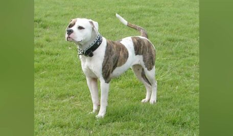 American Bulldog
