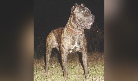 Bandog