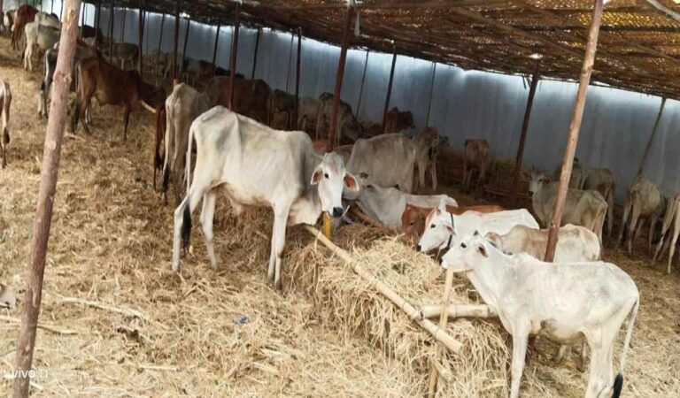 Bull deaths rise to 20 at Rajarajeshwara Swamy temple goshala in Telangana's Sircilla