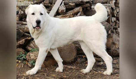 Central Asian Shepherd