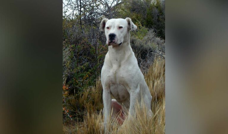 Dogo Argentino