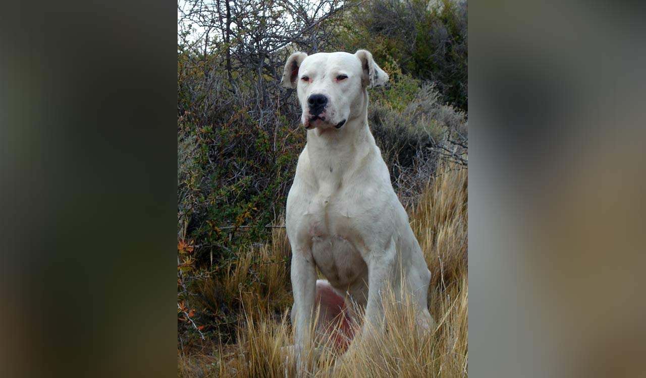 Are these 23 dog breeds really banned in India? Let’s get into details