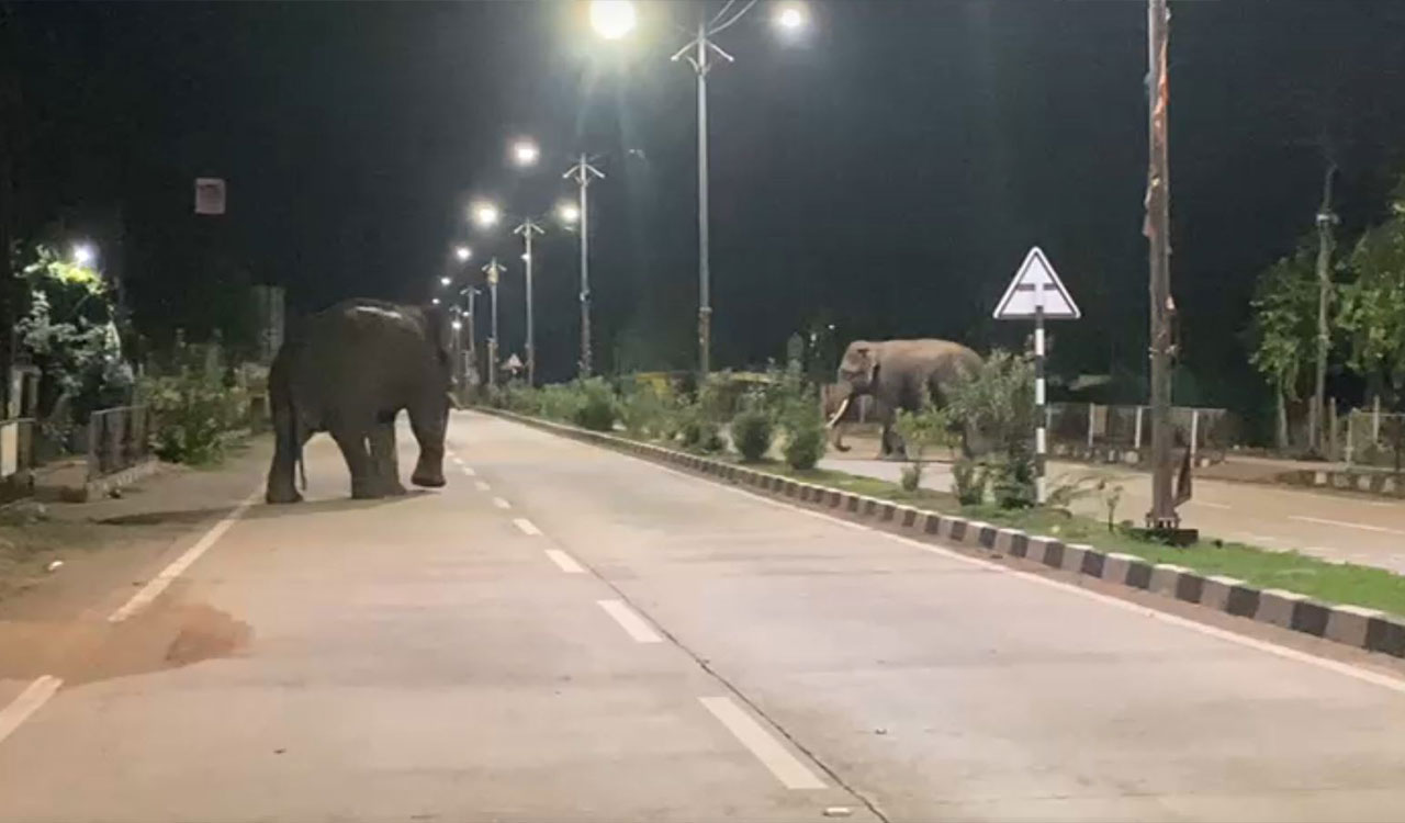 Watch: Elephant that killed two farmers back on Telangana-Maharashtra border; locals panic in Asifabad