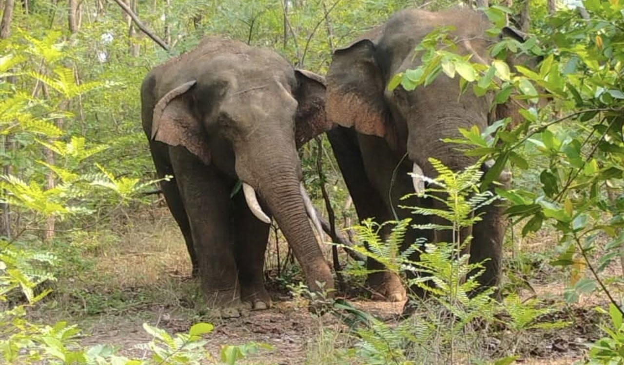 Watch: Elephant that killed two farmers back on Telangana-Maharashtra border; locals panic in Asifabad