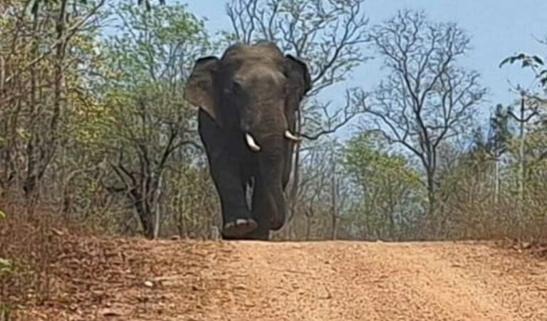 Elephant ME3 kills third farmer, sparks panic in Maharashtra’s Chandrapur