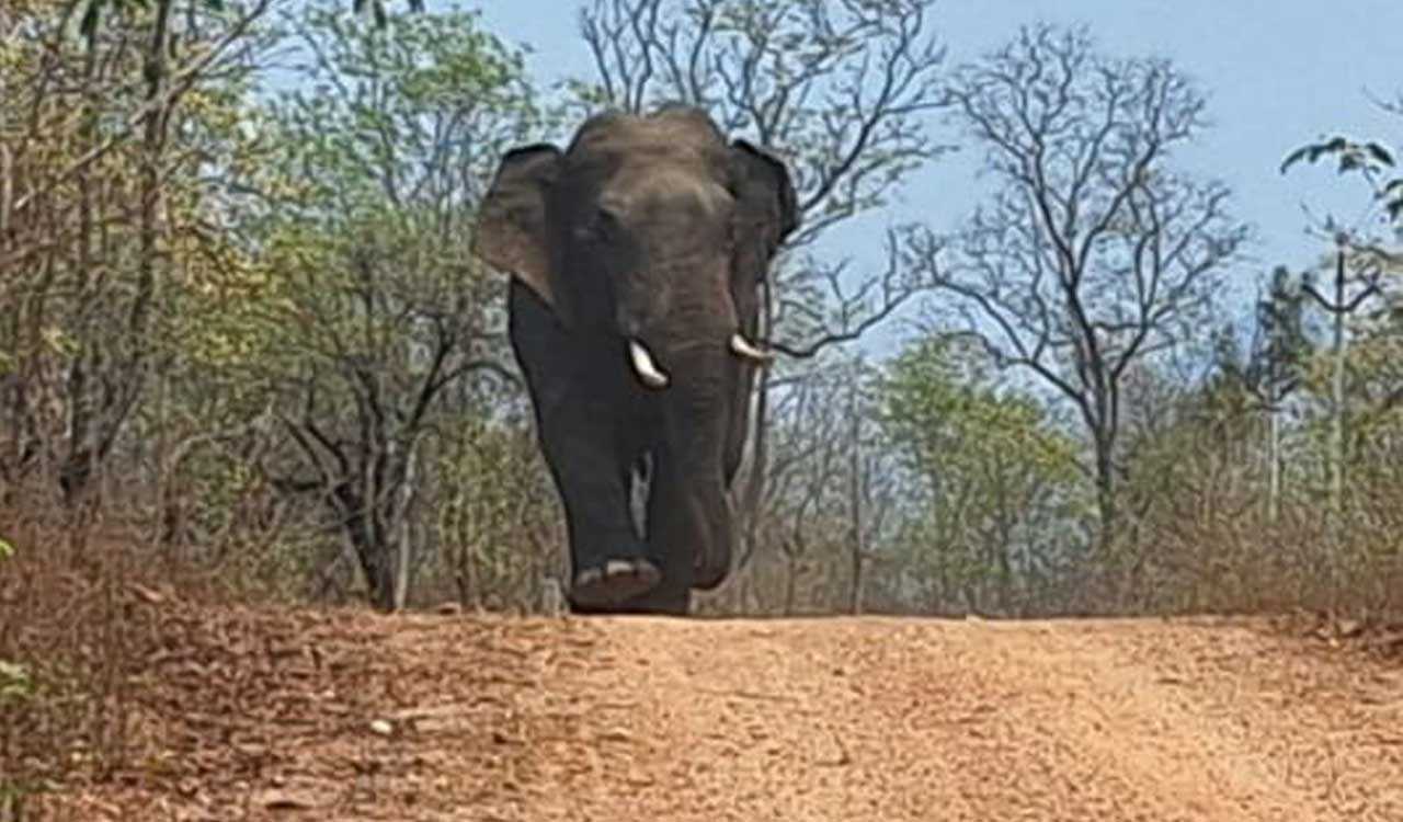 Elephant ME3 kills third farmer, sparks panic in Maharashtra’s Chandrapur