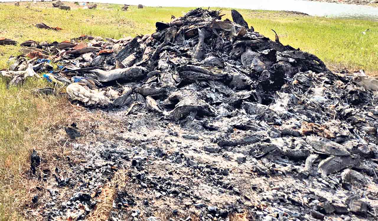 Desperate fishermen torch invasive ‘Rakashi’ to save their livelihood and Cherlapally lake in Hyderabad