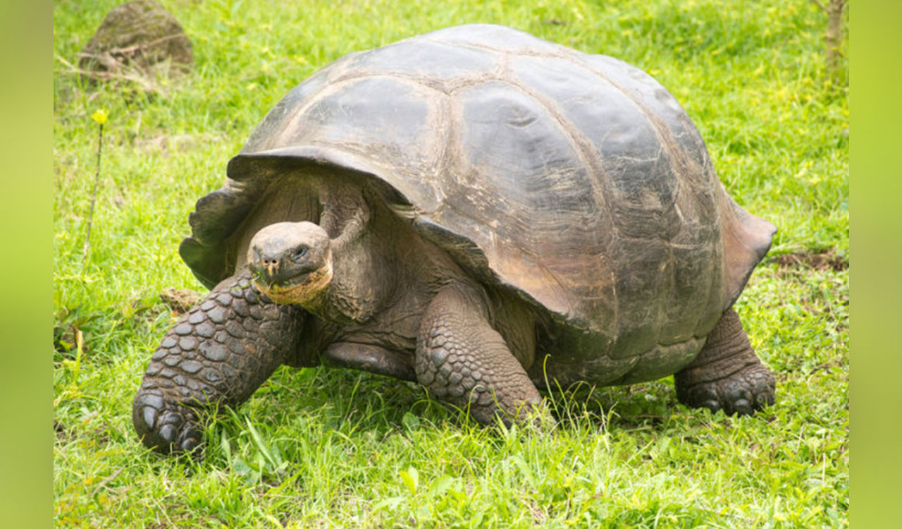 Galapagos tortoise celebrates his 135th birthday, first Father’s Day at Miami Zoo
