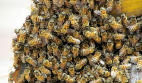Eight farm labourers injured in bee attack in Telangana’s Nirmal