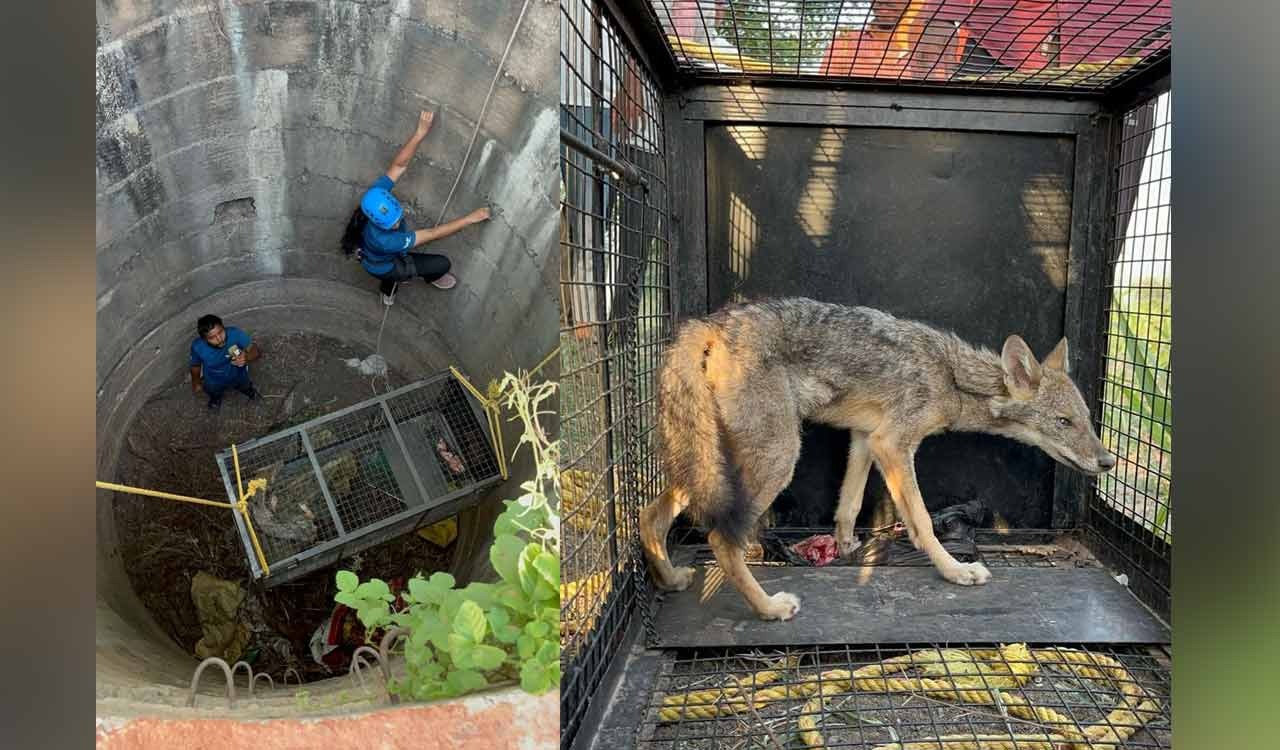 Telangana woman rescuer saves jackal trapped in 30-ft well in Maharashtra