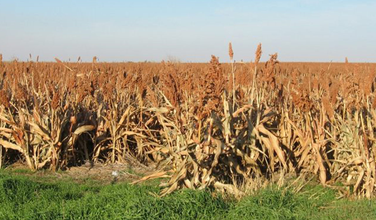 Delayed jowar payments force Adilabad farmers to rely on high-interest loans