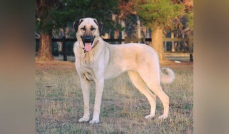 Kangal