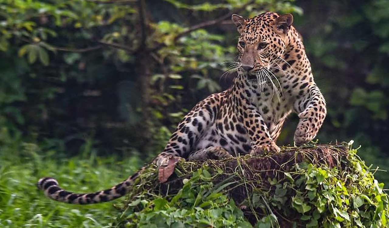 Search continues for six-year-old girl taken by leopard in TN’s Valparai