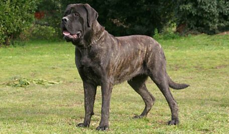 Mastiff