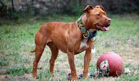 Pit Bull Terrier