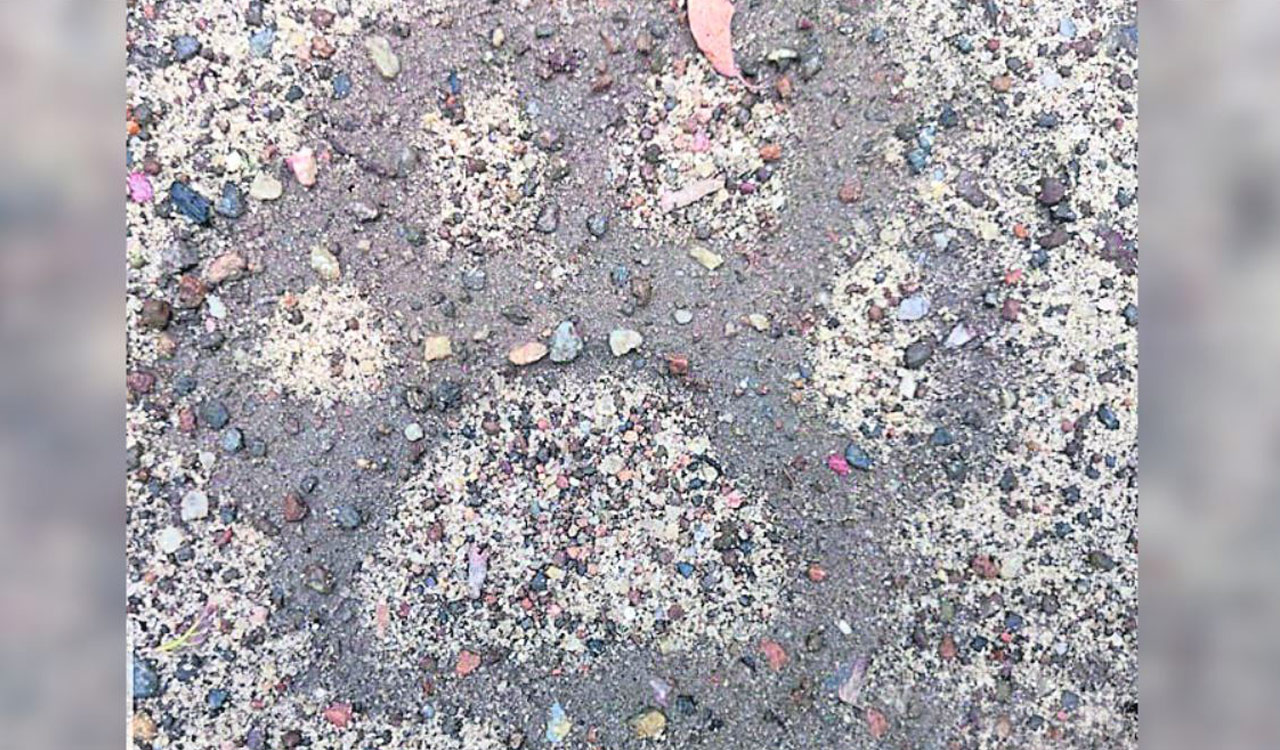 Tiger sightings surge in Adilabad region, farmers gripped by fear