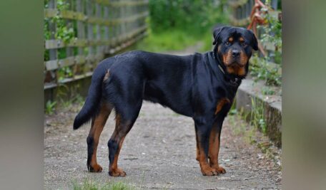 Rottweiler