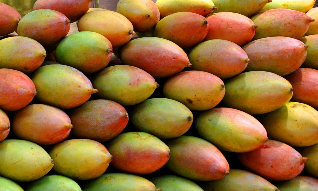 Karnataka CM Urges Andhra Pradesh to Lift Ban on Totapuri Mangoes