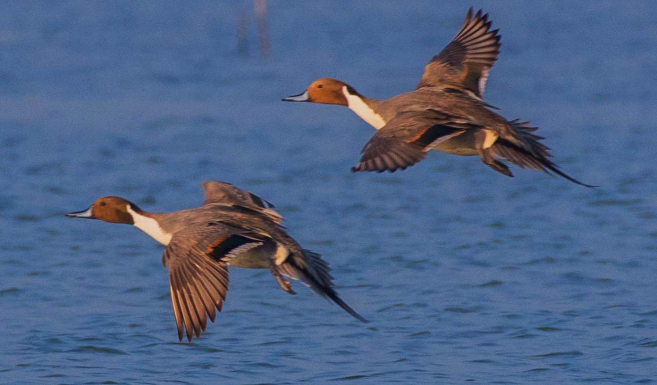 452 bird species documented in Telangana; study records first sightings for India