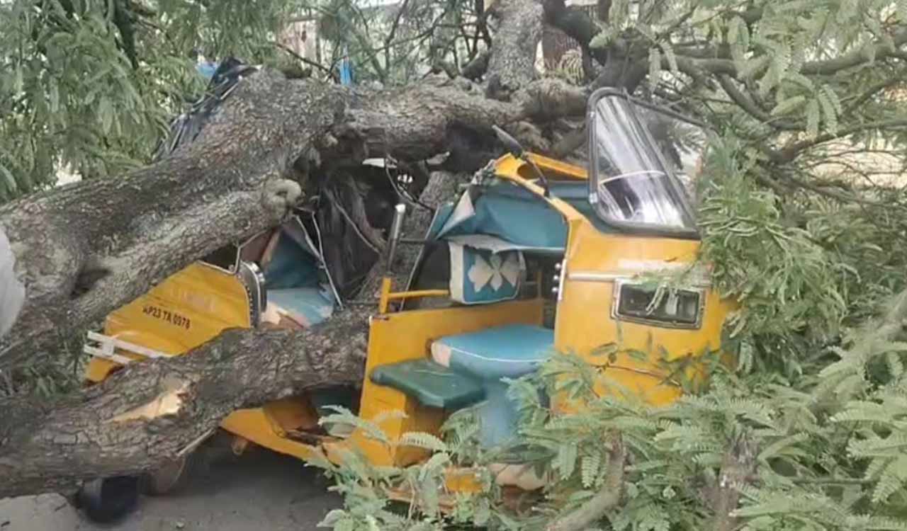 Tamarind tree falls on moving vehicles in Siddipet, two escape with minor injuries