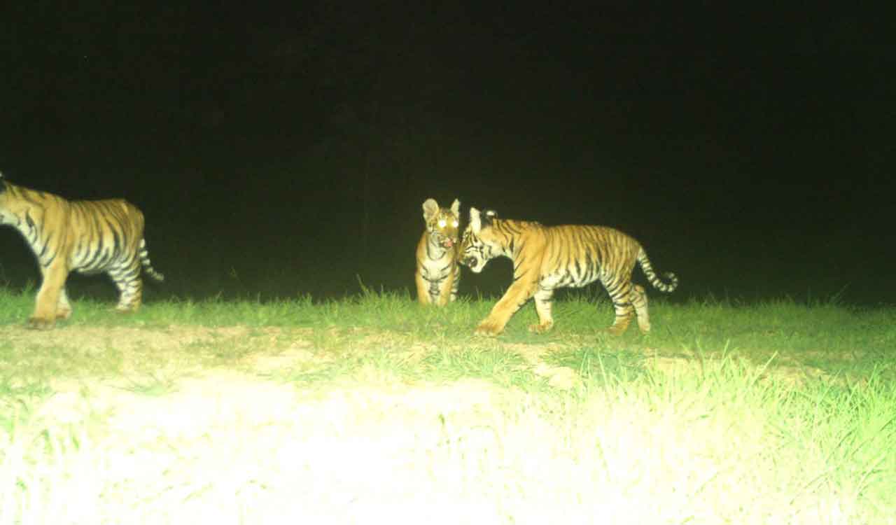 Telangana: Tiger population in Amrabad Tiger Reserve increases from 33 to 36