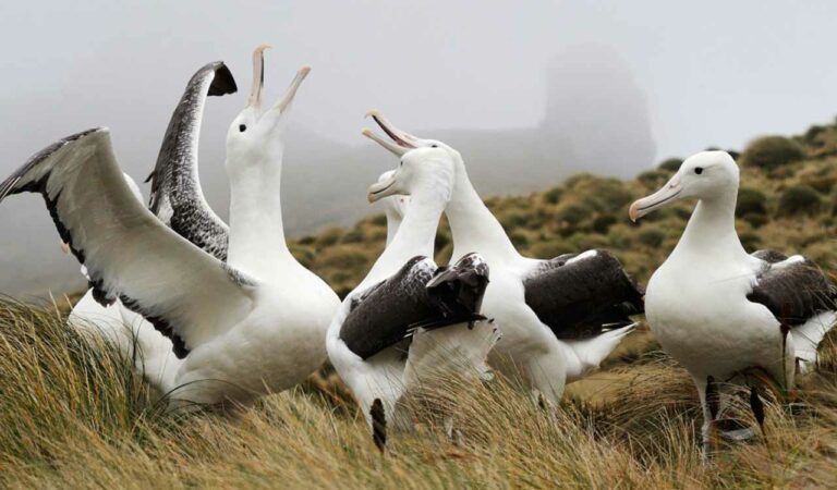 Birds Birds