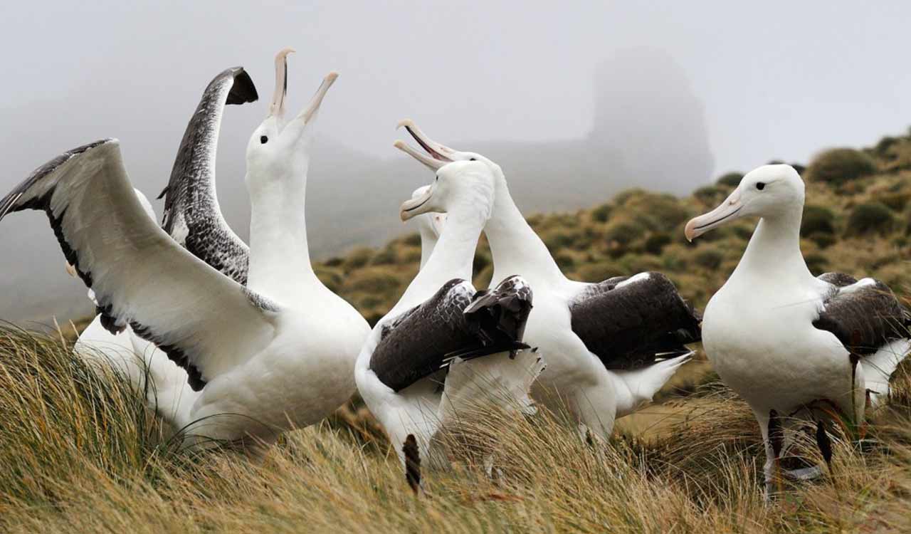 Endemism explained: Why Antarctica’s birds are irreplaceable and at risk