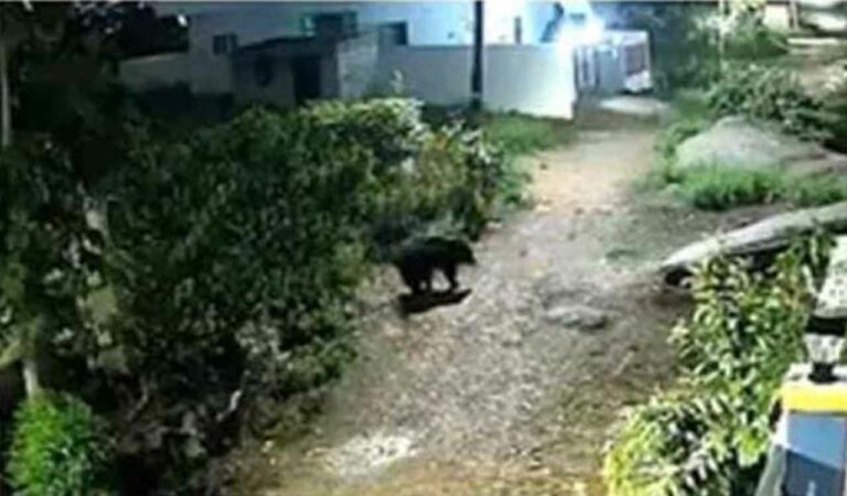Sloth bear enters into residential areas in Karimnagar