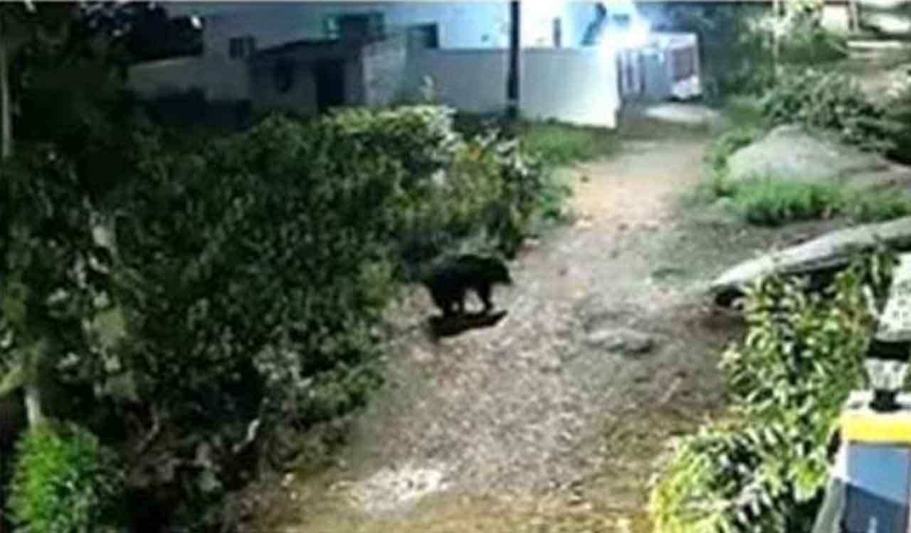 Sloth bear enters into residential areas in Karimnagar