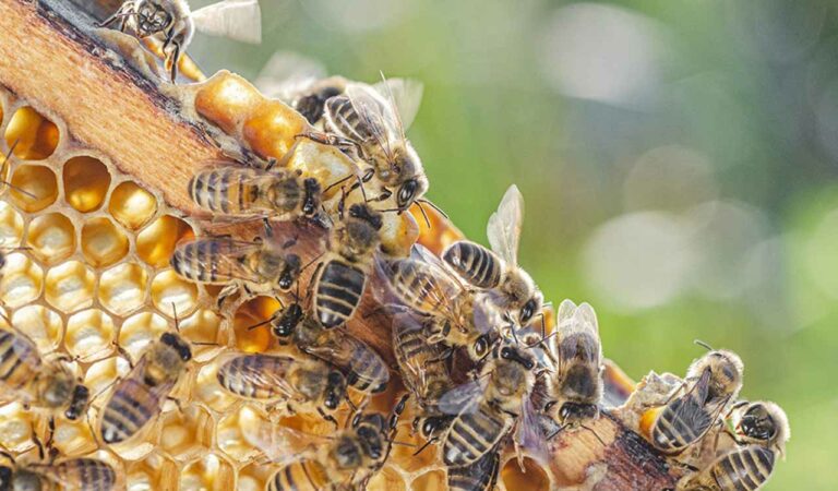 Bees