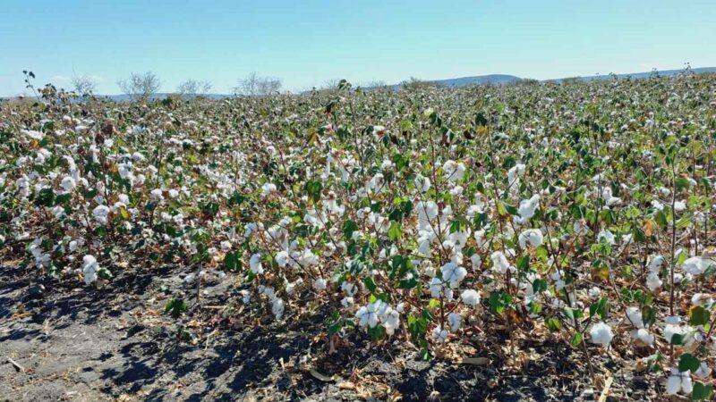 Cotton Farmers
