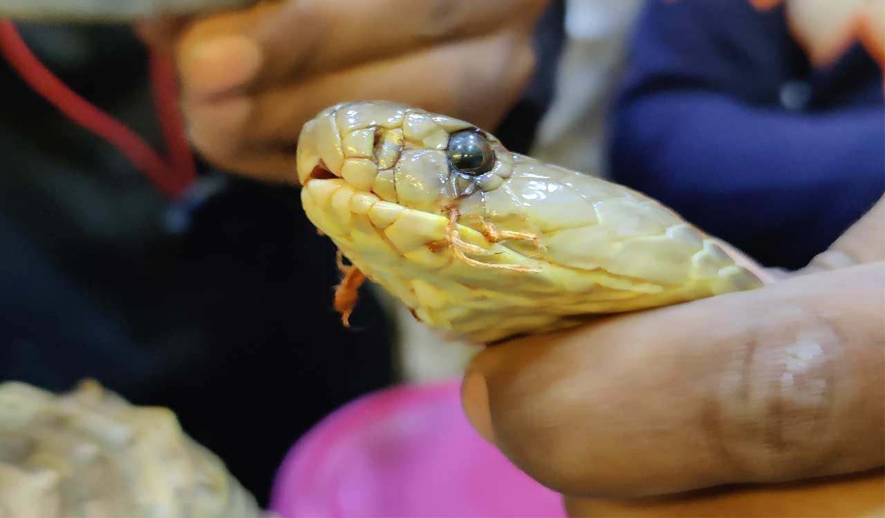 GHSPCA urges public to protect snakes, avoid cruelty on Naga Panchami