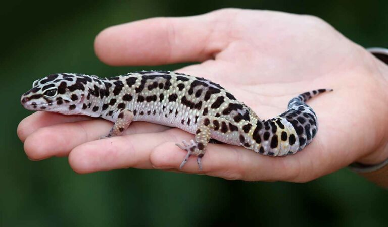 Gecko
