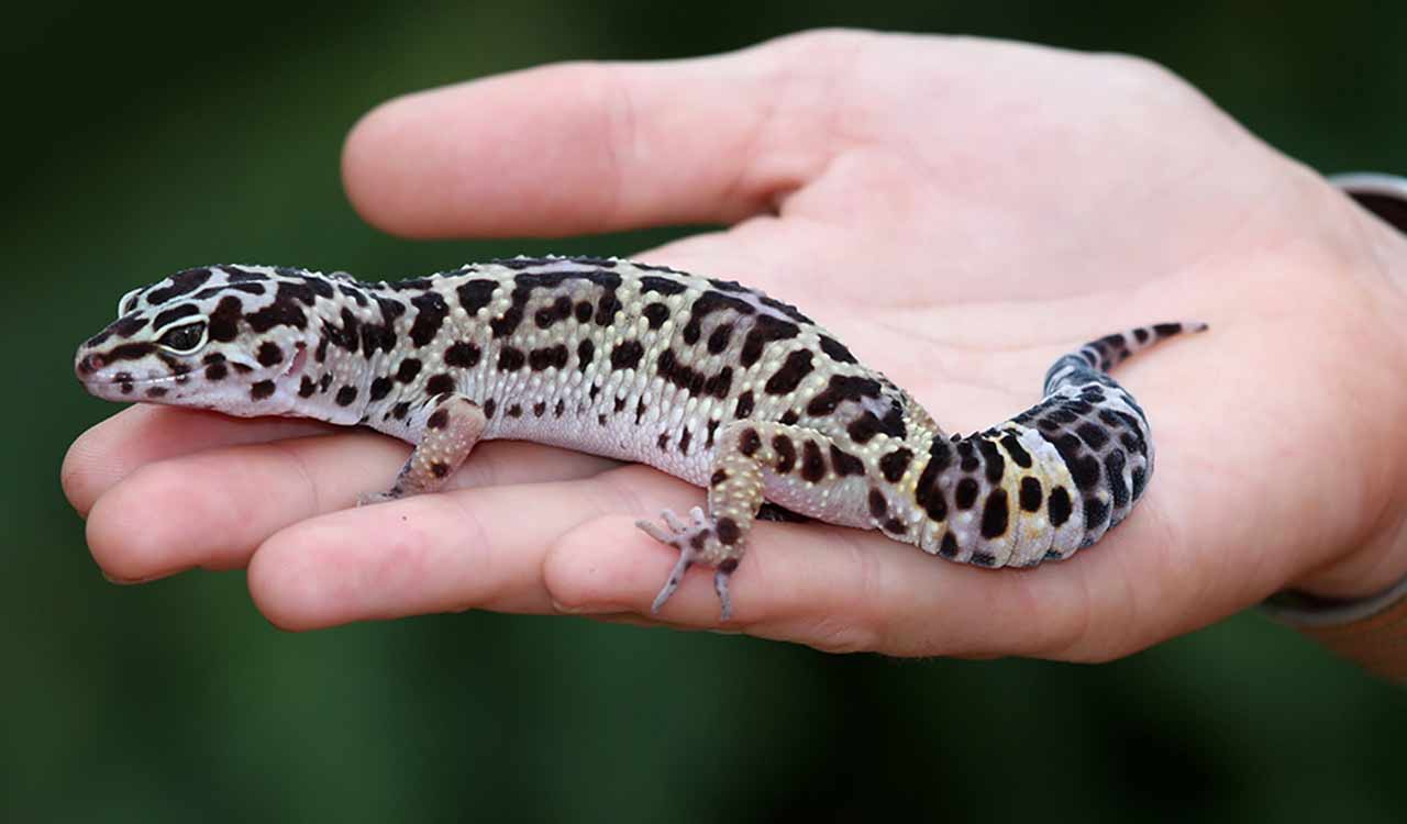 New species of day gecko discovered in Assam