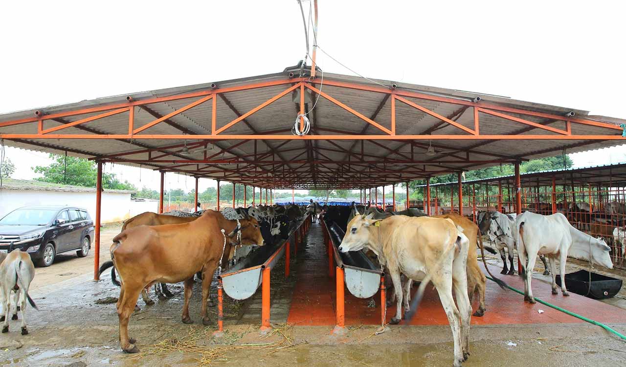 New 40-acre goshala planned in Vemulawada to tackle overcrowding, improve care for ‘kodelu’