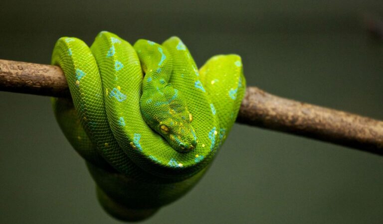 Green Snake