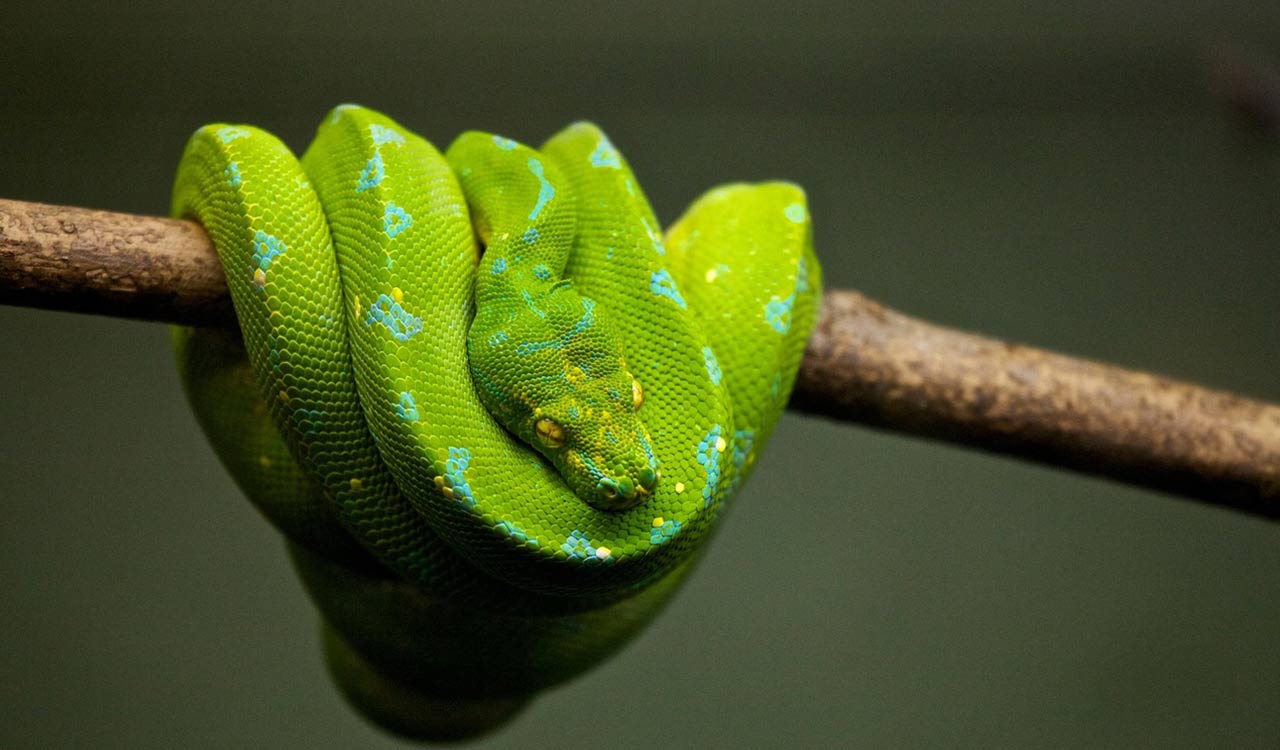 Snake on plane delays flight in Australia