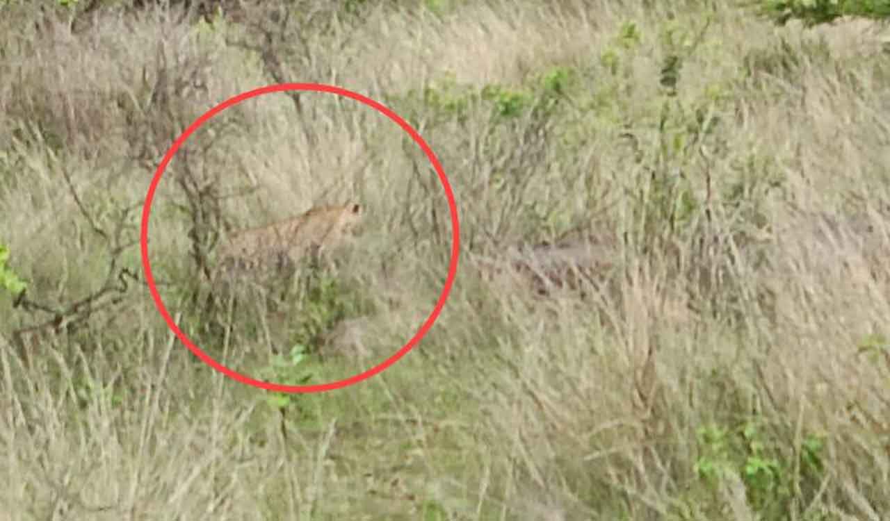 Telangana: Leopard spotted near Vaddepally in Siddipet; forest officials urge caution