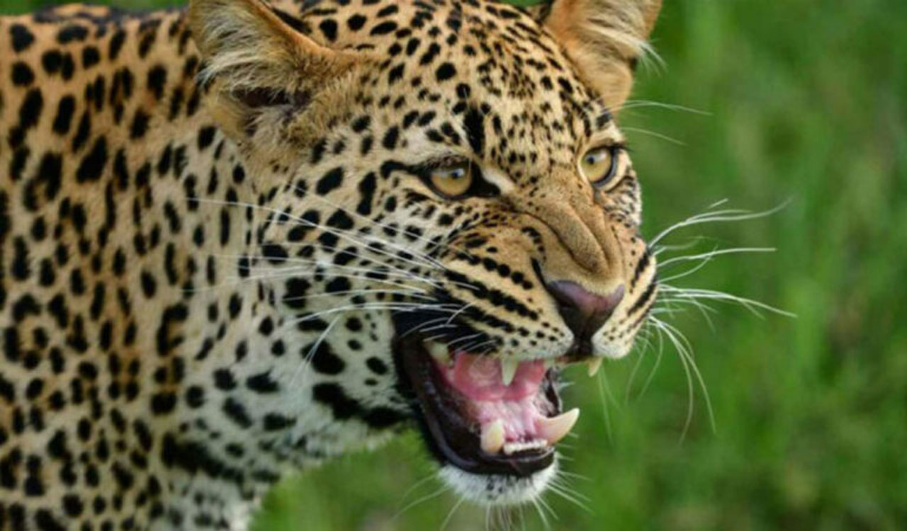 Leopard sightings trigger panic in Golconda, Hyderabad; authorities on alert