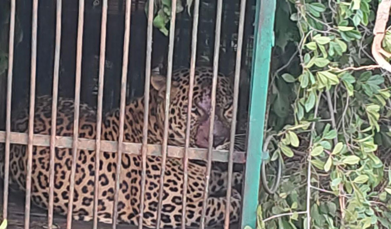 Watch: Elusive leopard trapped by forest officials in Hyderabad’s Gandipet after weeks-long search