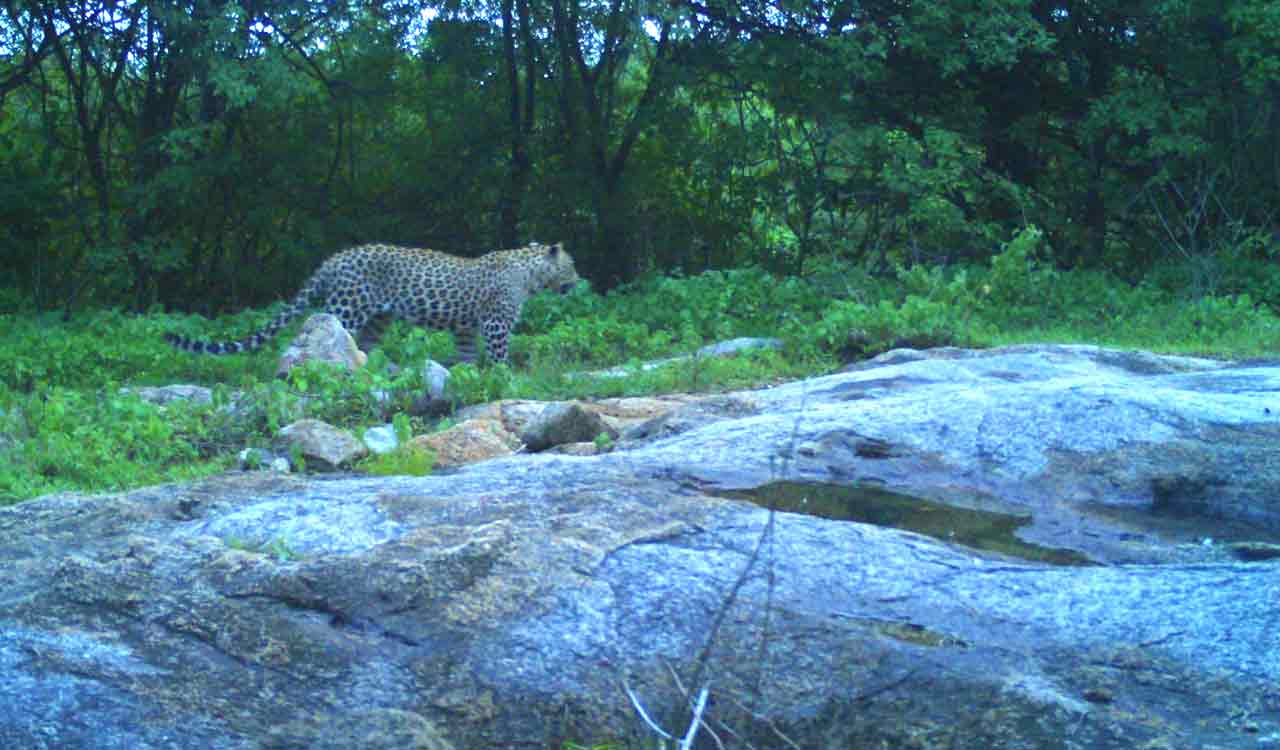 Leopard attack triggers panic in Mahabubnagar, three shepherds injured