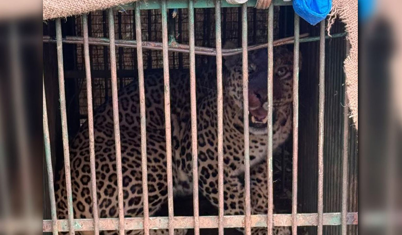 Watch: Leopard captured at Forest Trek Park released in Nalgonda’s Kambalpally forest
