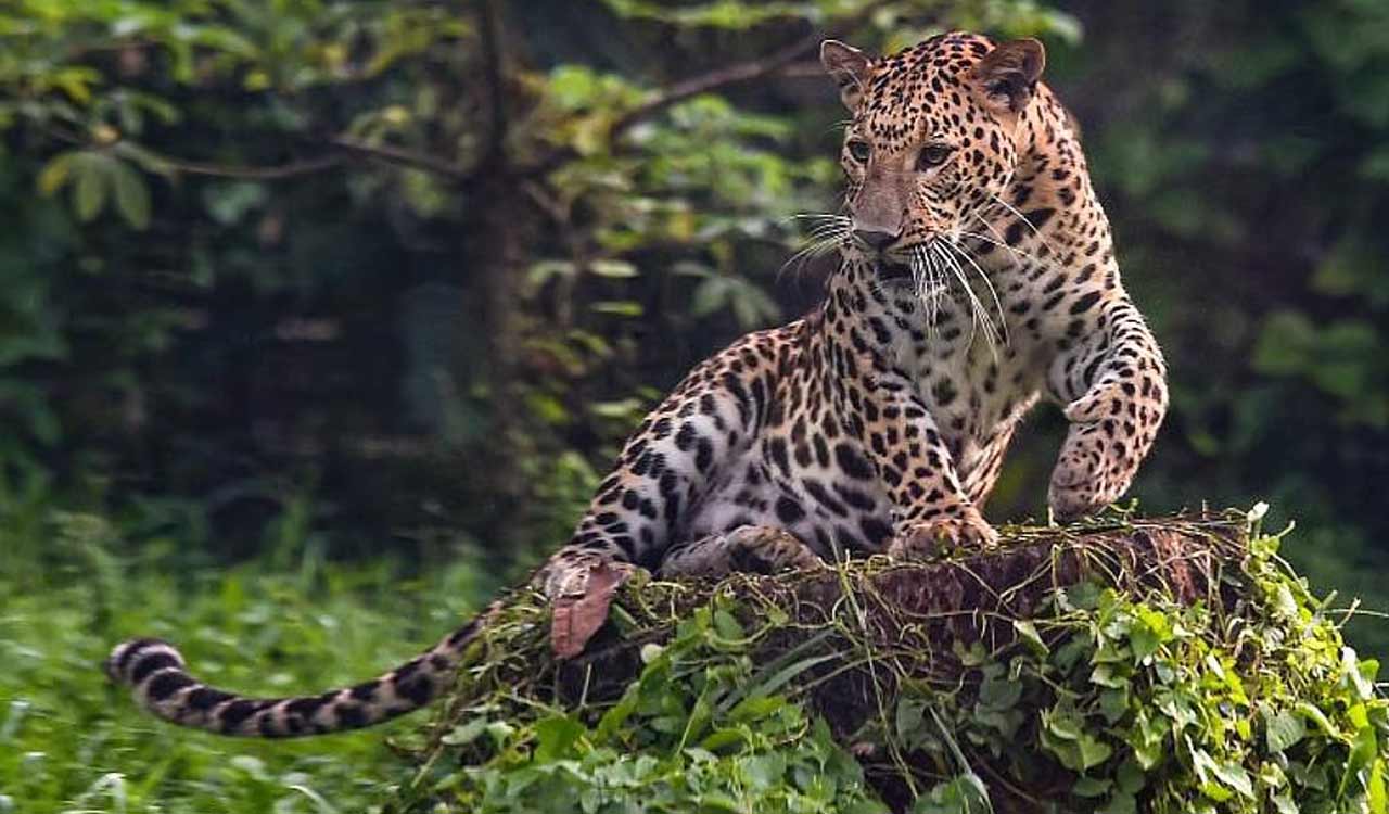 Hyderabad: Two leopards spotted at RCI Balapur