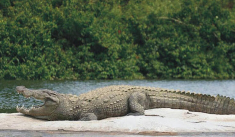 Forest department clueless on crocodile count at Manjeera sanctuary