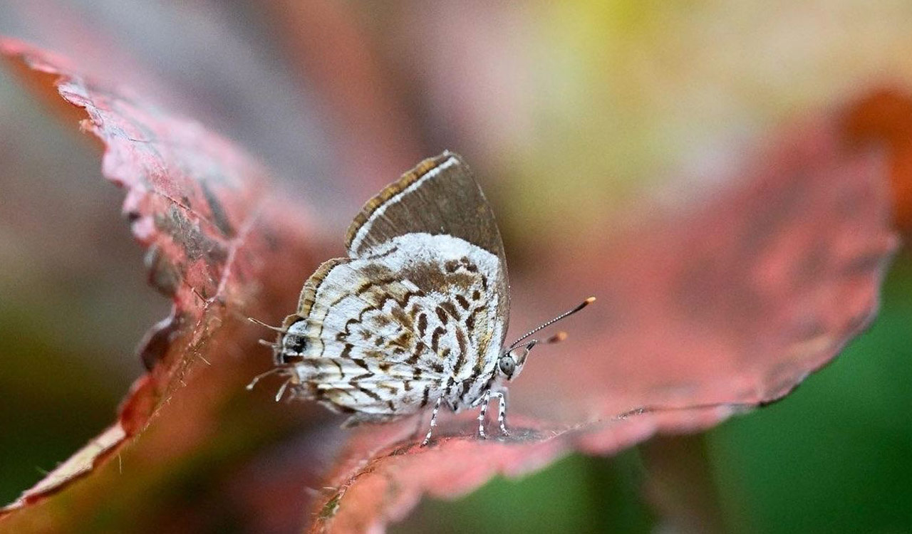 Rare Monkey Puzzle butterfly spotted for first time in Kawal Tiger Reserve