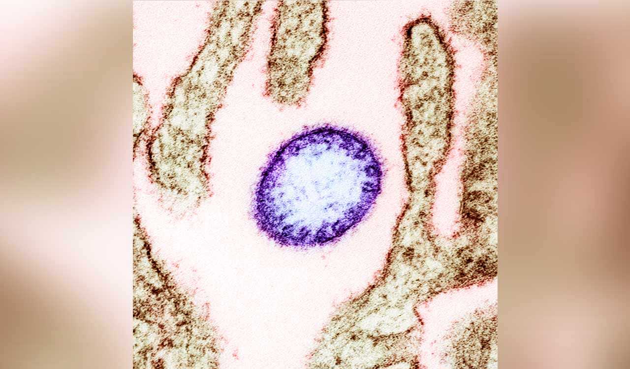 Tamil Nadu on high alert after Nipah virus cases in Kerala