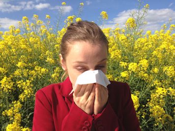 Pollen Allergy 356x267