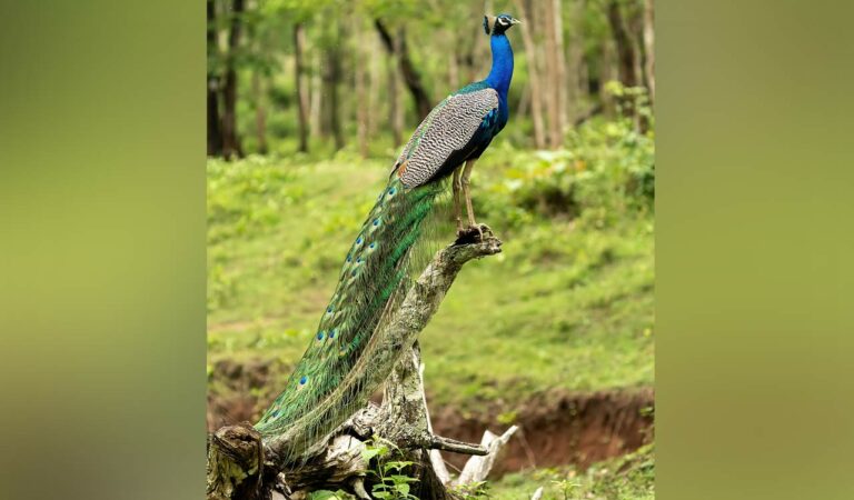 Peacock